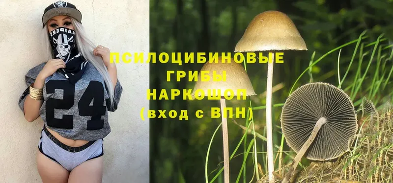 купить наркотики сайты  Грязовец  Псилоцибиновые грибы Magic Shrooms 